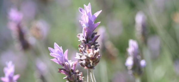 Curso de Plantas Aromáticas y Medicinales