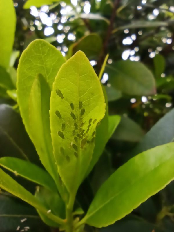 Curso de Plantas Aromáticas y Medicinales - Imagen 7