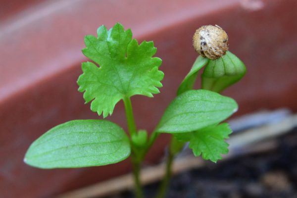 Curso de Jardinería Básica Ecológica