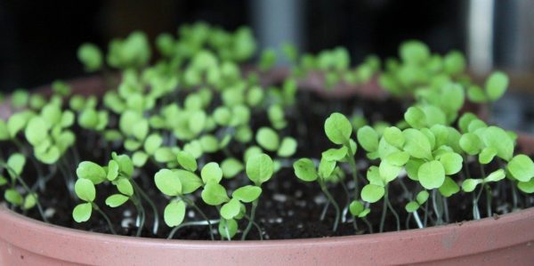 Curso de Plantas Aromáticas y Medicinales - Imagen 3