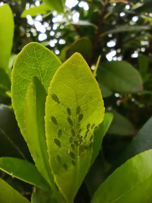Pulgones en brotes tiernos de Madroño