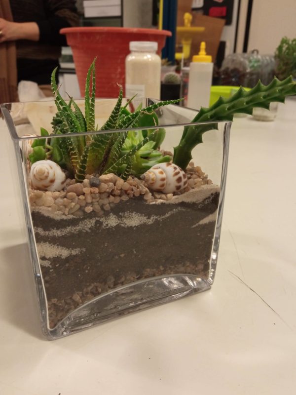 Curso de Terrario de Plantas Crasas - Imagen 4