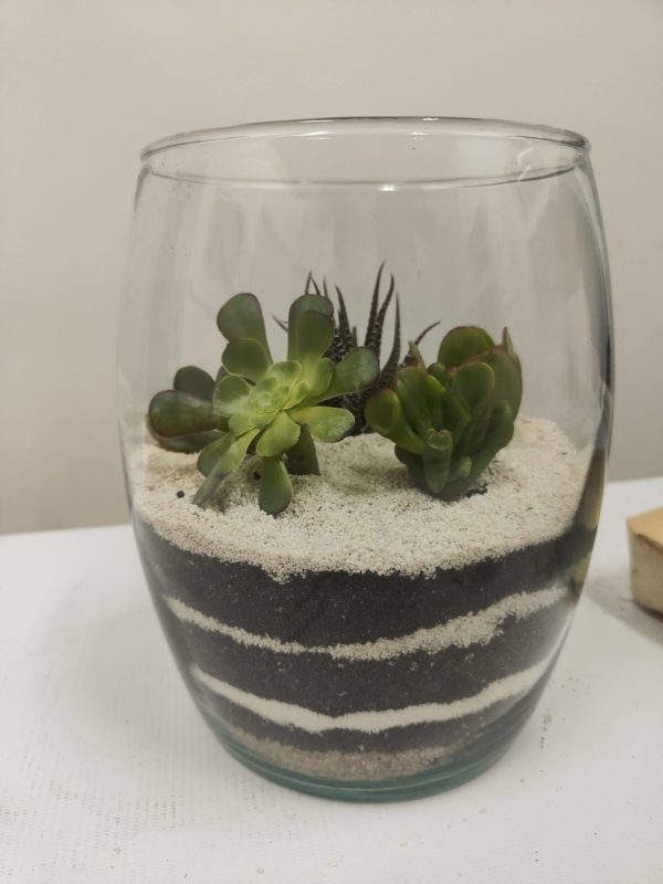 Curso de Terrario de Plantas Crasas - Imagen 3