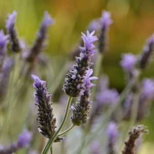Espigas de lavanda en flor