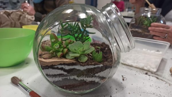 Curso de Terrario de Plantas Crasas - Imagen 2