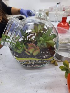 terrario crasas