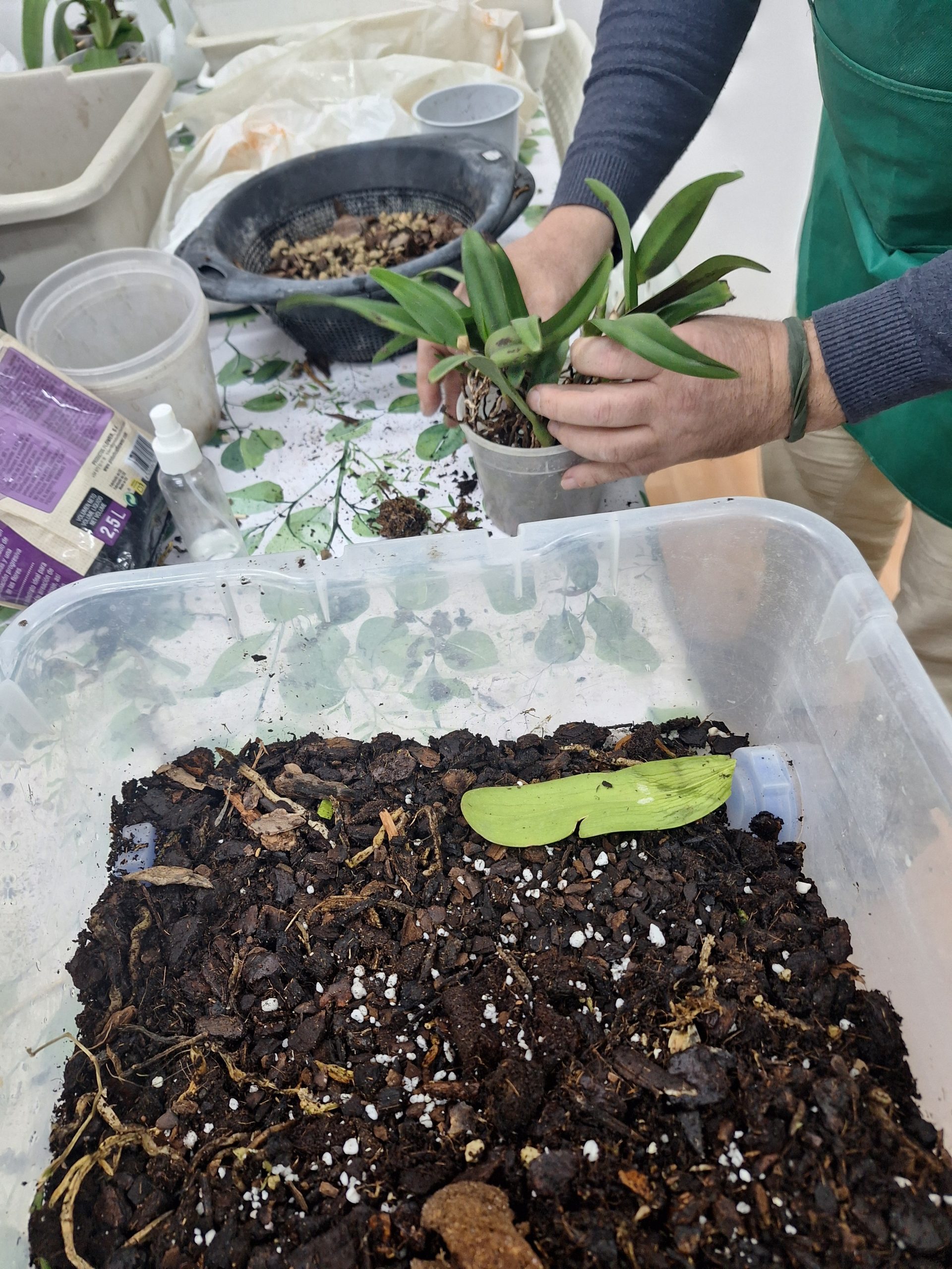 Taller práctico con plantas