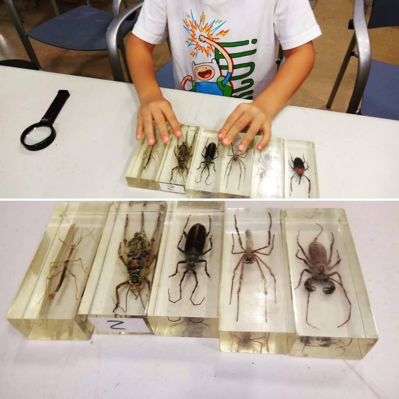 Tardes de ciencias | Botánica recreativa. Ginkgo Educación Exploración de una colección de muestras de invertebrados en un taller