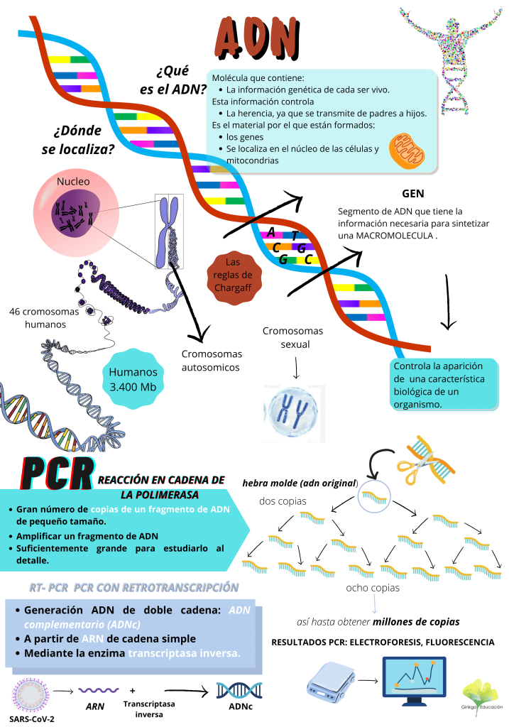 INFOGRAFIA ADN