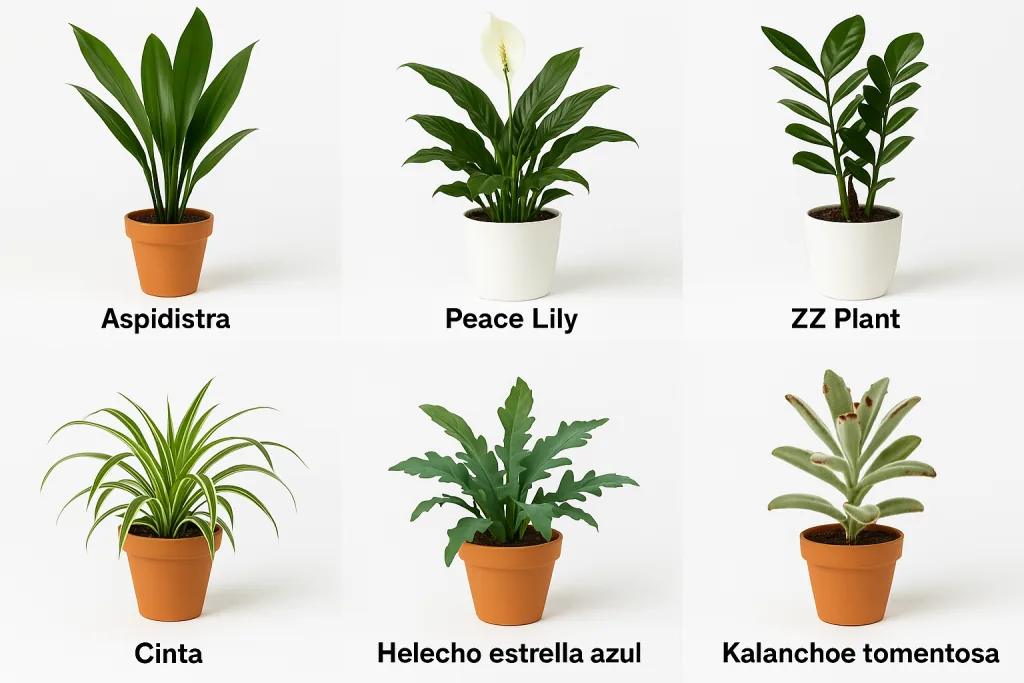 Beneficios de tener plantas de interior: salud, bienestar y aire limpio. | Botánica recreativa. Ginkgo Educación Ilustración de seis plantas de interior con sus nombres