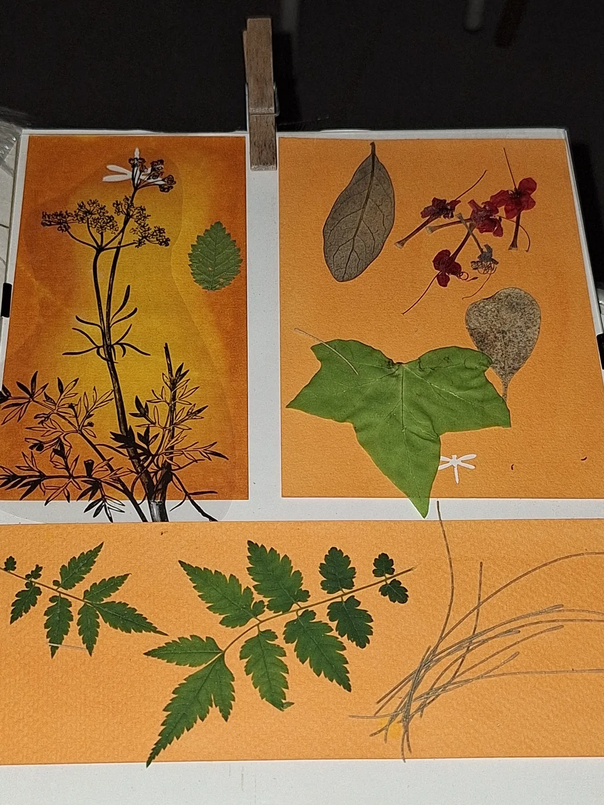 Prensa botánica con hojas y flores sobre papel