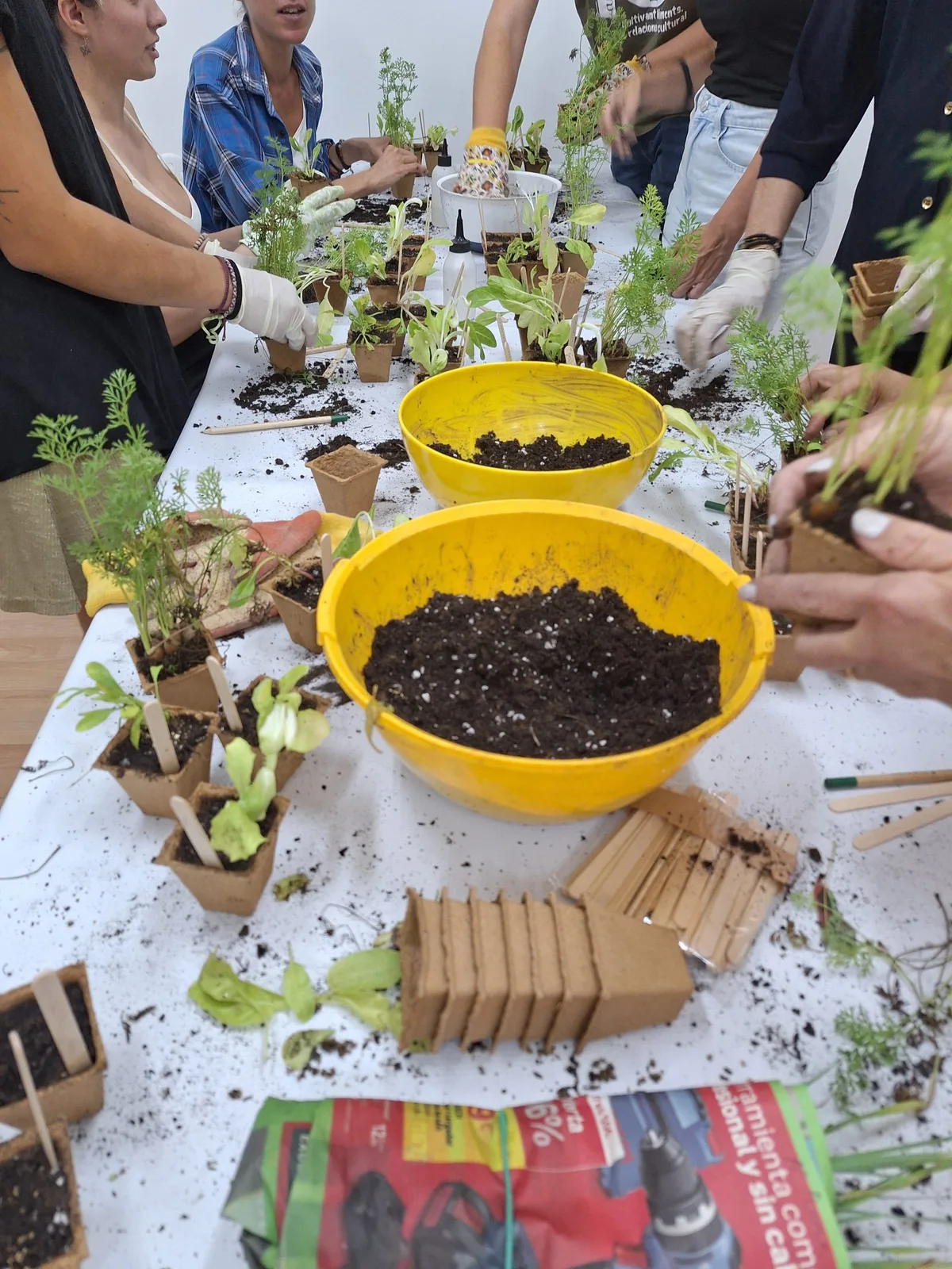 Mesa de trabajo con plantas, macetas y cubos de sustrato en un taller