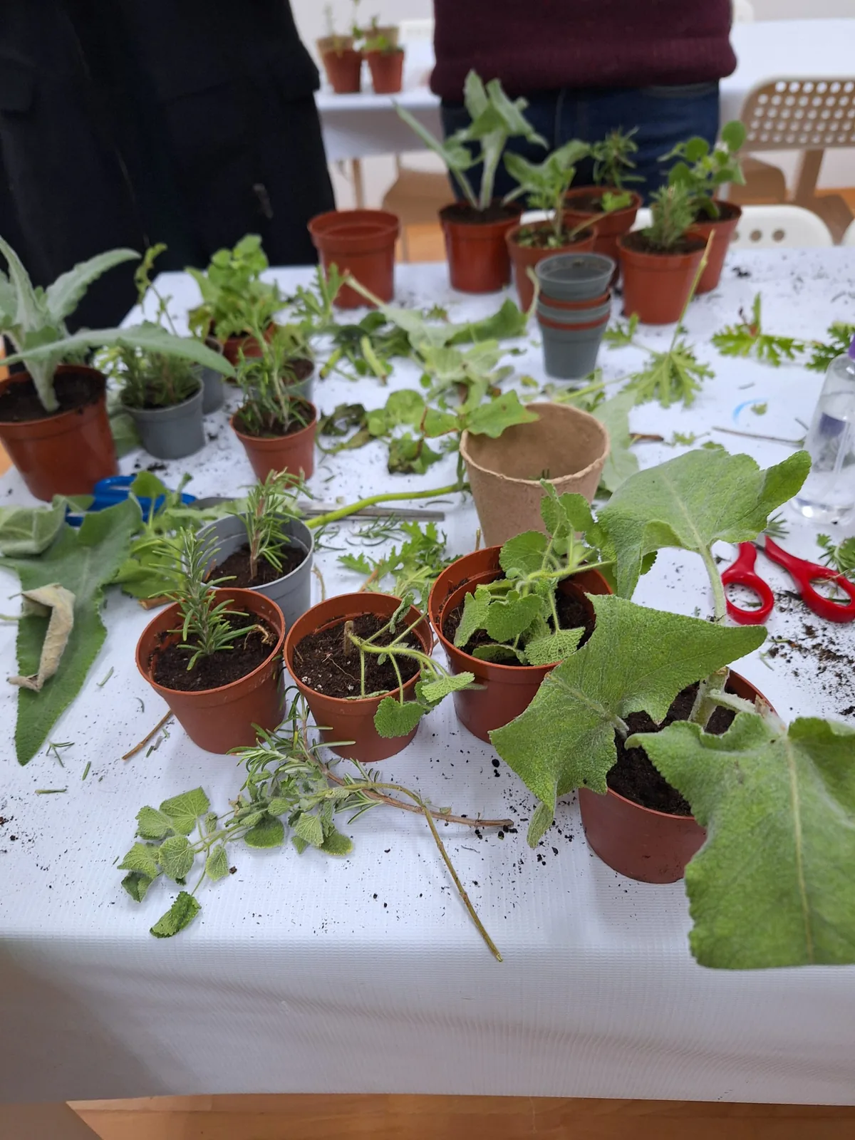 Plantas y esquejes en macetas durante una práctica de jardinería