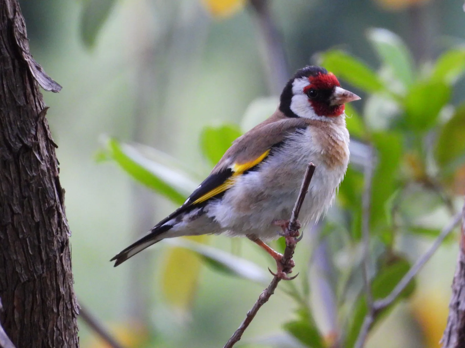 Ave de cabeza roja, blanca y negra posada entre la vegetación